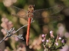 J18_2444 Sympetrum striolatum male